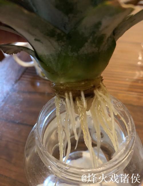 “详细教学：菠萝的种植方法高清视频”